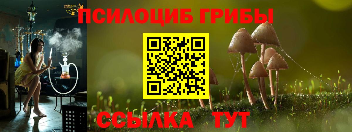 Галлюциногенные грибы Cubensis  закладки  Грозный  Вход с VPN 